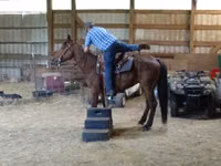 Cavalo, Standardbred — foto 6