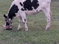 Krowa, Russian Black pied cattle — zdjęcie 2