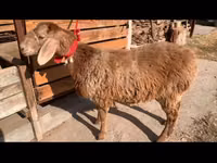 母羊, Arashan sheep — 照片 3