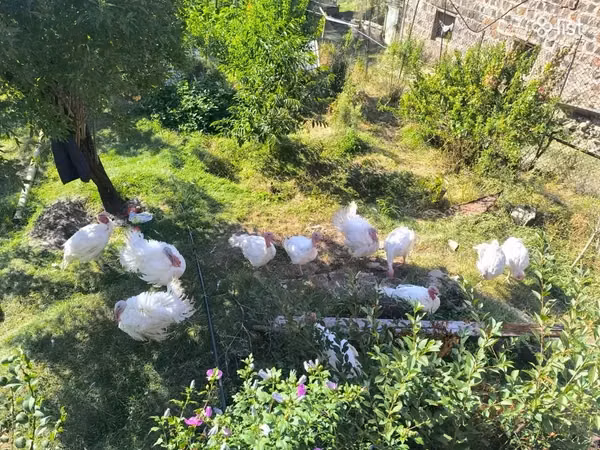 Turkeys