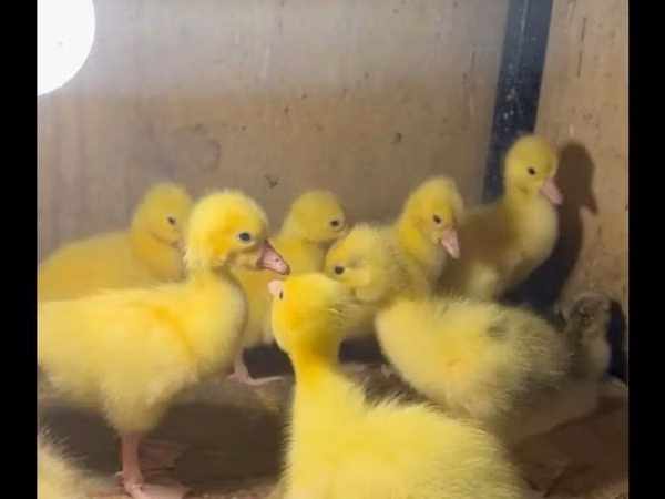 Geese — Aserbaidschan