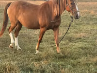 Mare, Horses — photo 1