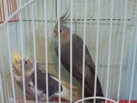 Nimfa (Cockatiel) cütü və qəfəs dəsti - Növ: Nimfa tutuquşusu — 1-сурет