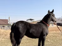 Caballo, Arabian horse — foto 1
