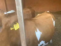 Vaca, Swiss cattle — foto 3