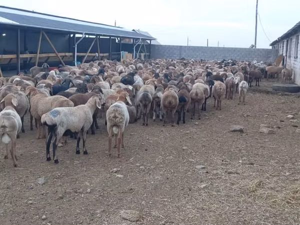 ஆண் ஆடு, Rhon sheep