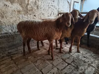 羊（ロット、性別未指定）, Arashan sheep — 写真 2