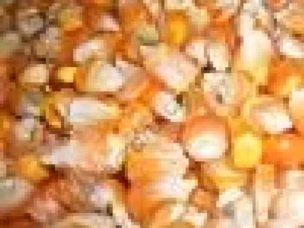Кукуруза продовольственная в мешках