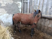 Yegua, Caballos — foto 1