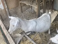 Cabra, Saanen goat — foto 1
