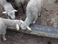 Қошқар, Ile-de-France sheep — 6-сурет