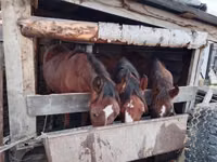 ცხენები (პარტია, სქესი არ არის მითითებული), Horse breed — ფოტო 1