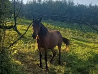 Kobyła, Konie — zdjęcie 1