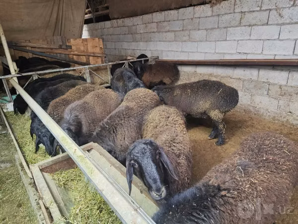 ஆண் ஆடு, Edilbay sheep