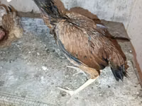 Chickens — foto 8