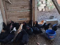 Chickens — foto 1