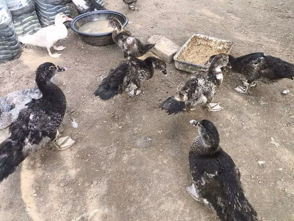 Ducks
