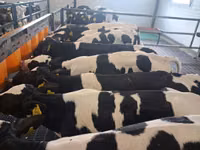 Býk, Simmental cattle — foto 8