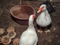 Ducks — 写真 2