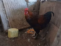 Chickens — zdjęcie 2