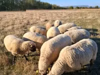 公羊, Shroshire sheep — 照片 2