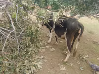 ძროხა, Simmental cattle — ფოტო 6