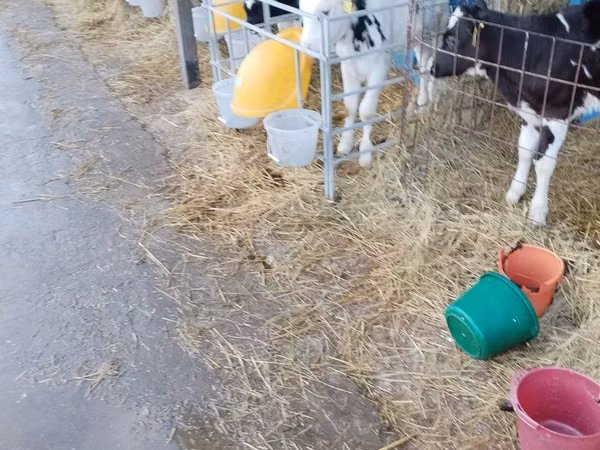 Taureau, Swiss cattle