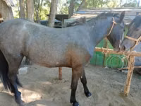 Horse (M), Horses — photo 6