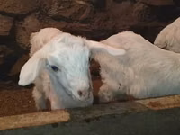 Kozel, Saanen goat — foto 7
