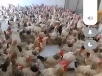 Chickens — photo 1