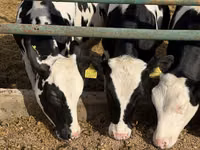 Krava, Russian Black pied cattle — foto 1
