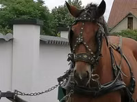 Jument, Chevaux — photo 1