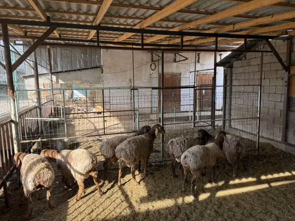 Owca, Rhon sheep