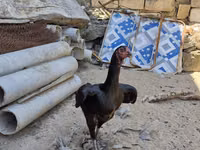 Chickens — Foto 1