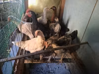 Chickens — foto 2
