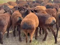 Ram, Hissar sheep — photo 2