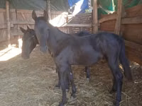 ცხენი, Nonius horse — ფოტო 3