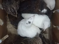 Quails — Foto 1