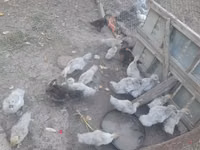 Ducks — 3-сурет