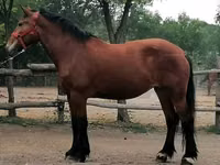 Jument, Chevaux — photo 2