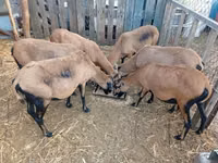 Sheep, Cameroon sheep — photo 1