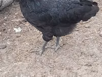 Gallo de pelea de fosa australiano — foto 5