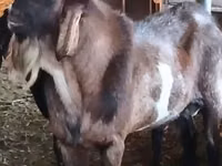 Теке, Nubian Goat — 3-сурет