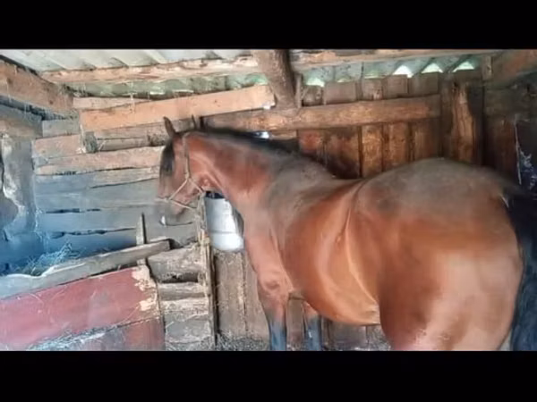 Cheval, Chevaux