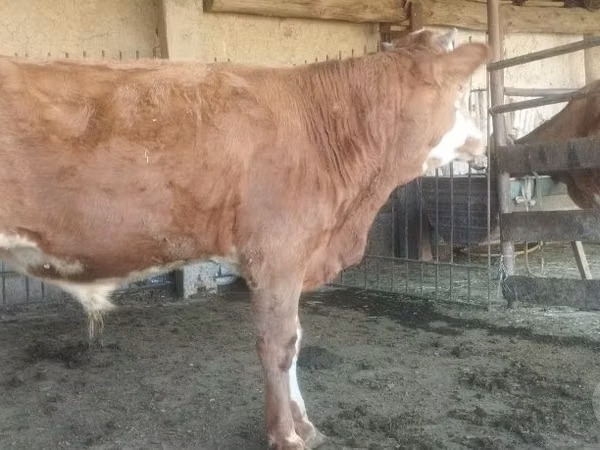 公牛, Cattle