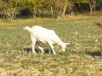 Koza, Alpine goat — zdjęcie 1
