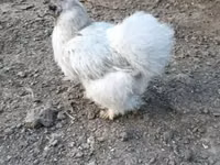 Danish hen — 4-rasm