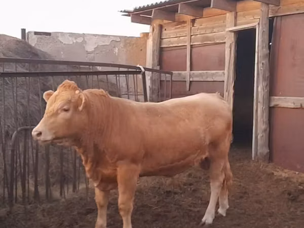 Touro, Raça Auliéatina