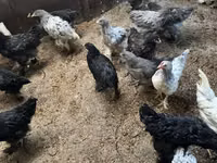 Brahma — foto 2