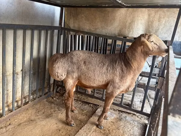Beran, Arashan sheep